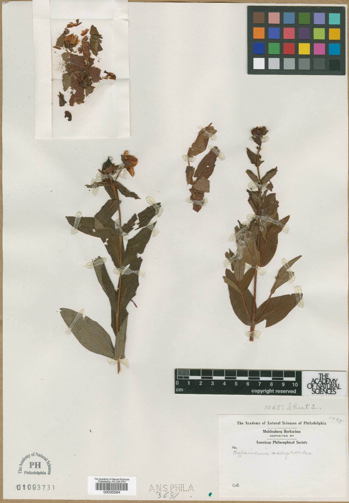 Hypericum ascyroides image