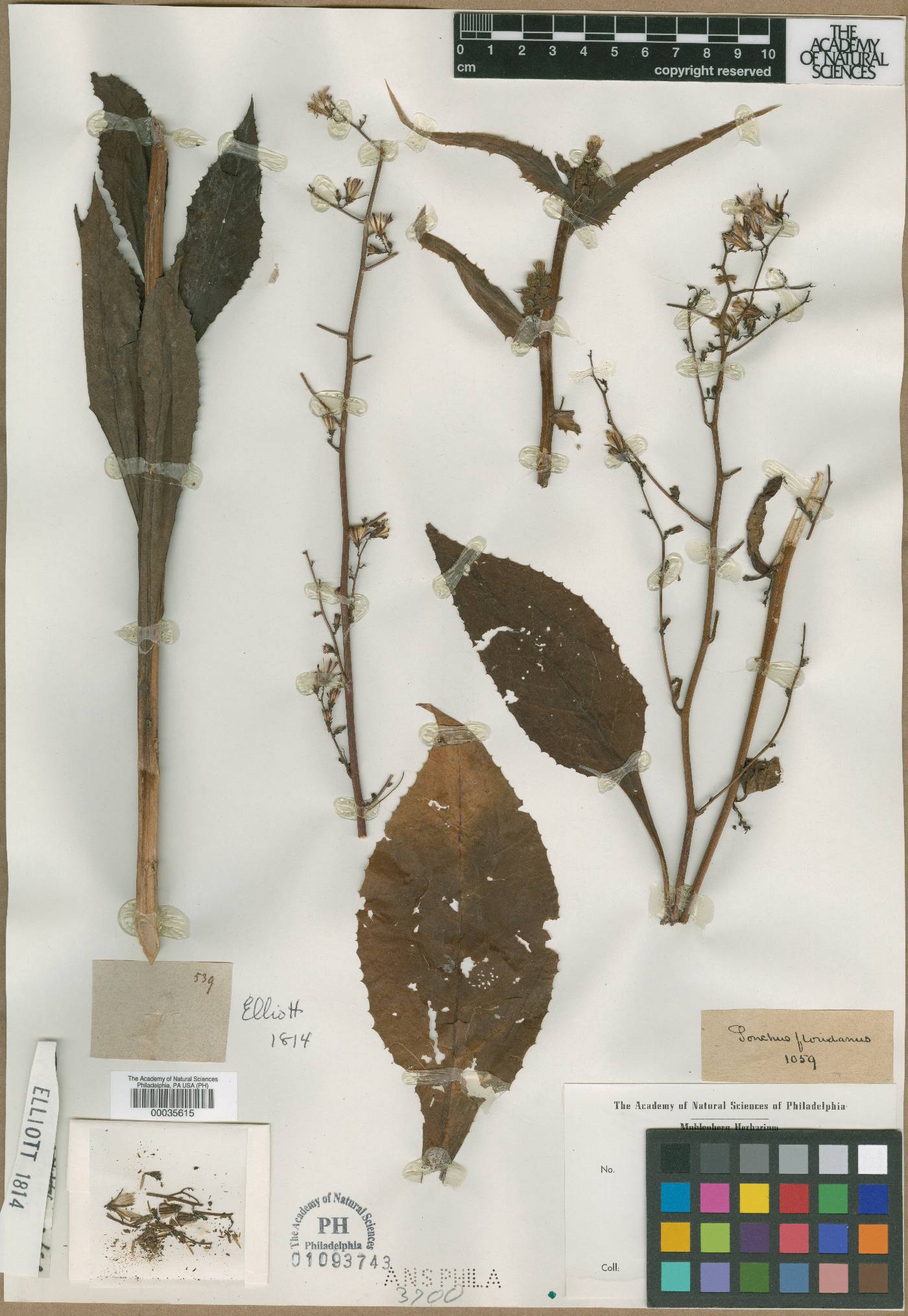 Sonchus floridanus image