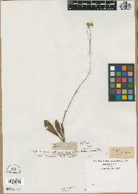 Erigeron nudicaulis image