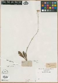 Erigeron nudicaulis image
