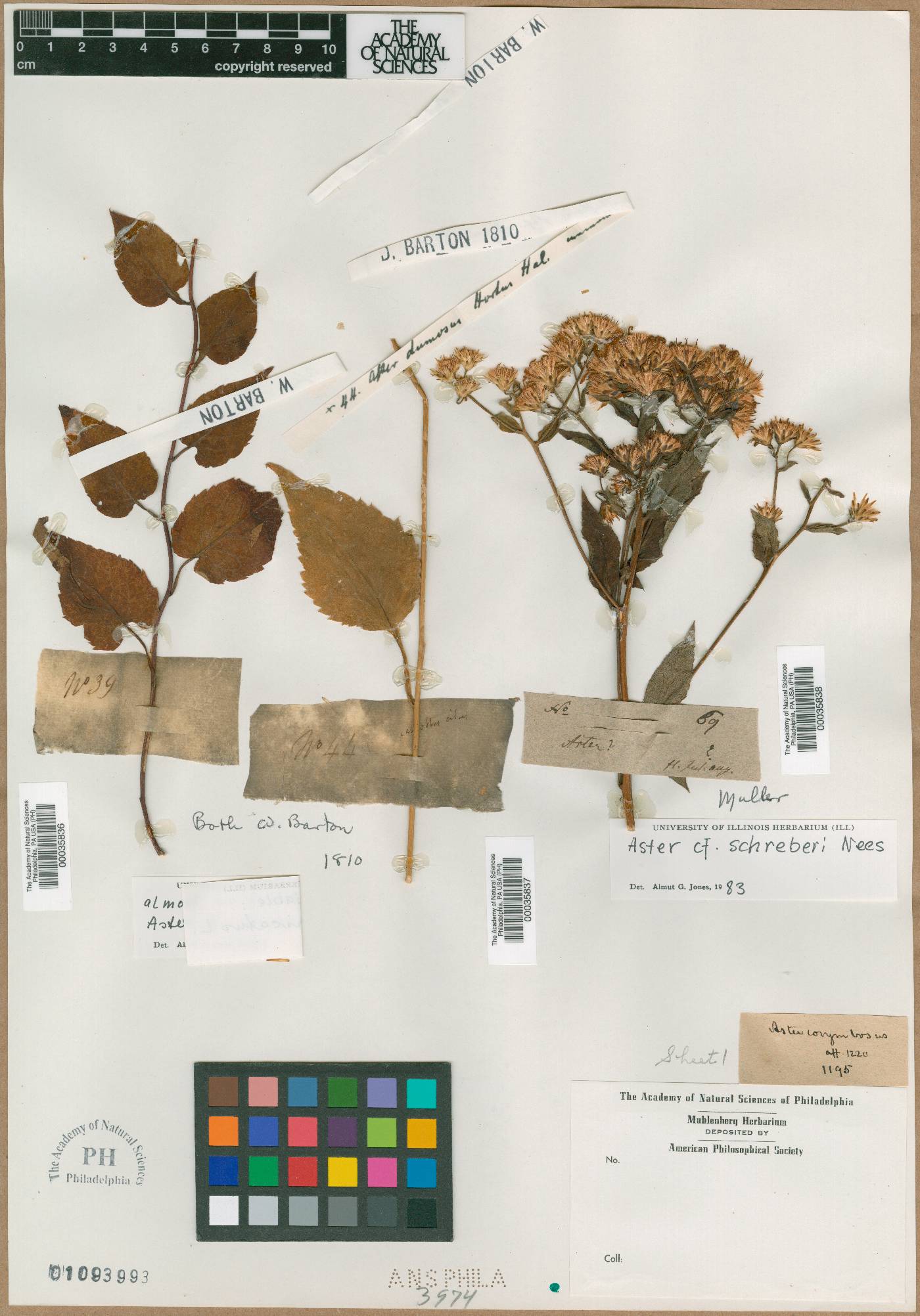 Inula germanica image