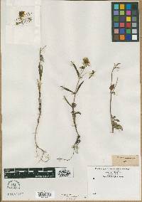 Bidens leucantha image