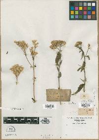 Eupatorium album image