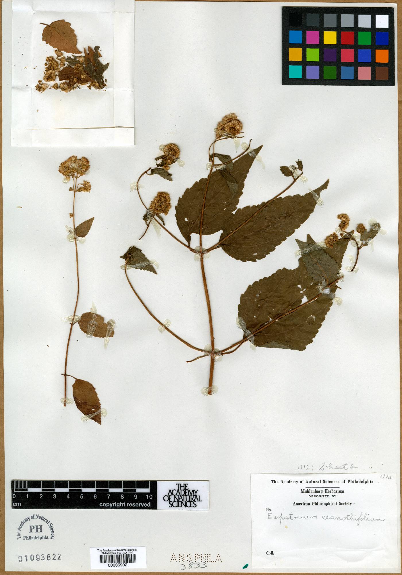 Eupatorium ceanothifolium image