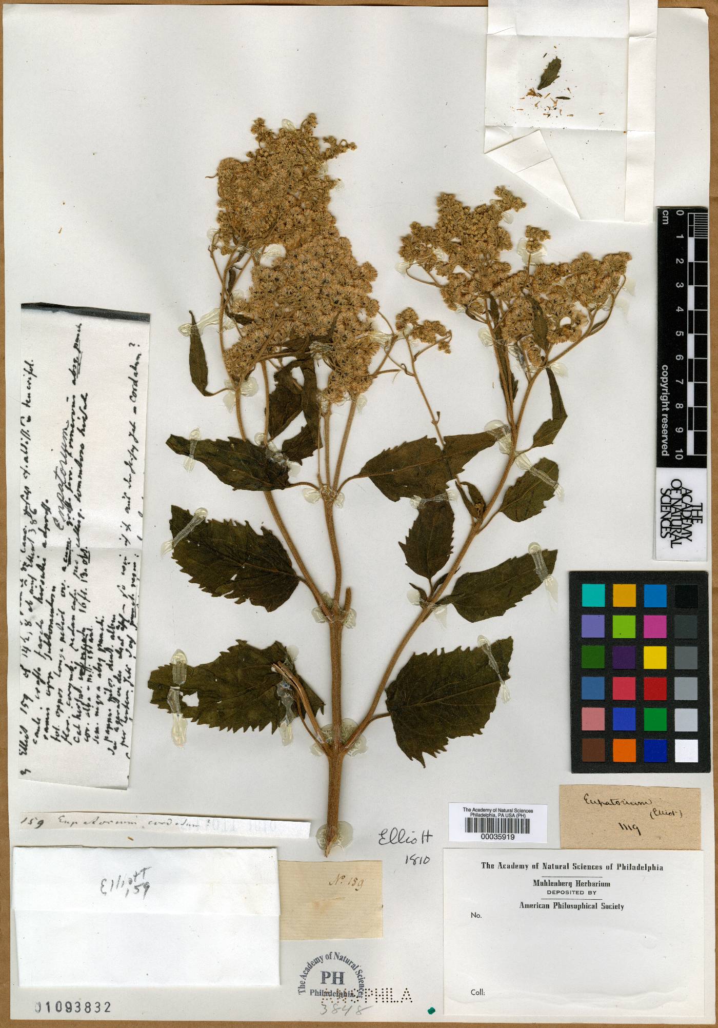 Eupatorium cordatum image