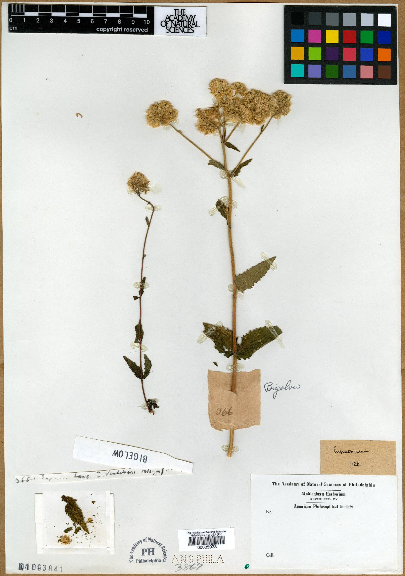 Eupatorium lanceolatum image