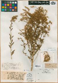 Solidago sempervirens image