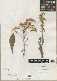 Solidago hispida image