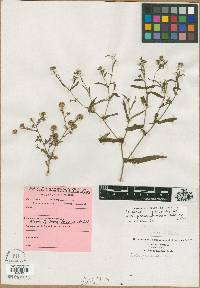 Symphyotrichum prenanthoides image