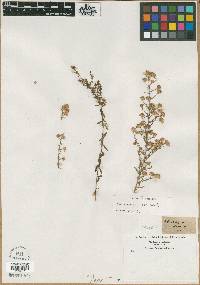 Aster diffusus image