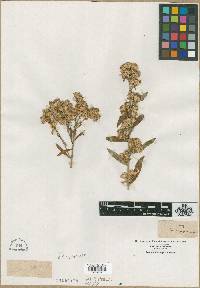 Solidago petiolaris image