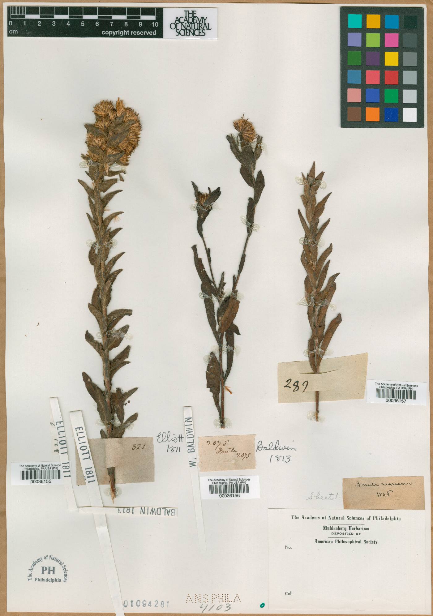Inula mariana image