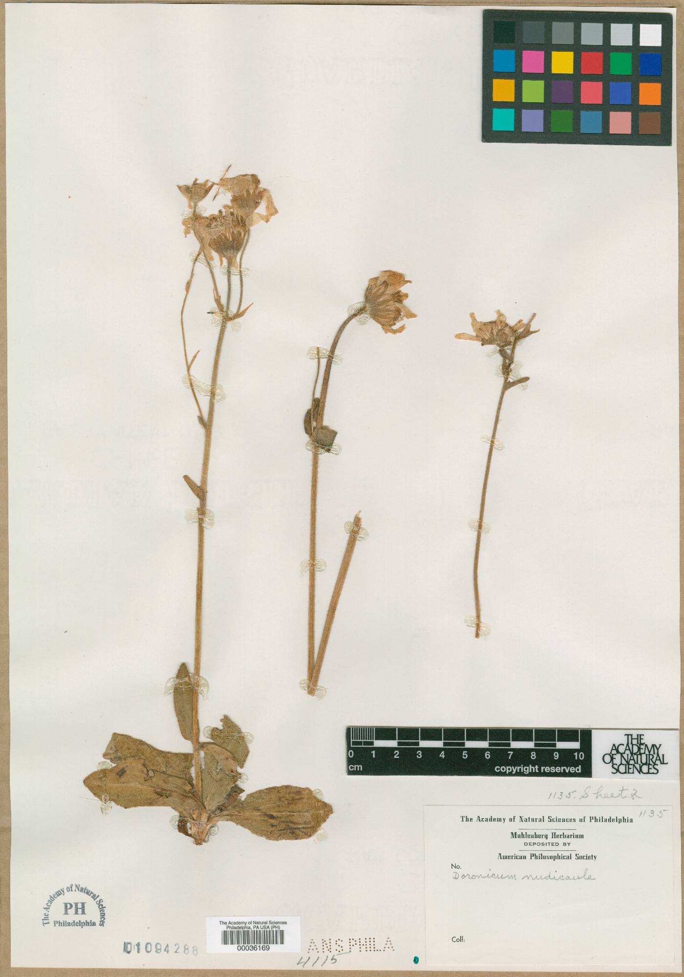 Doronicum nudicaule image