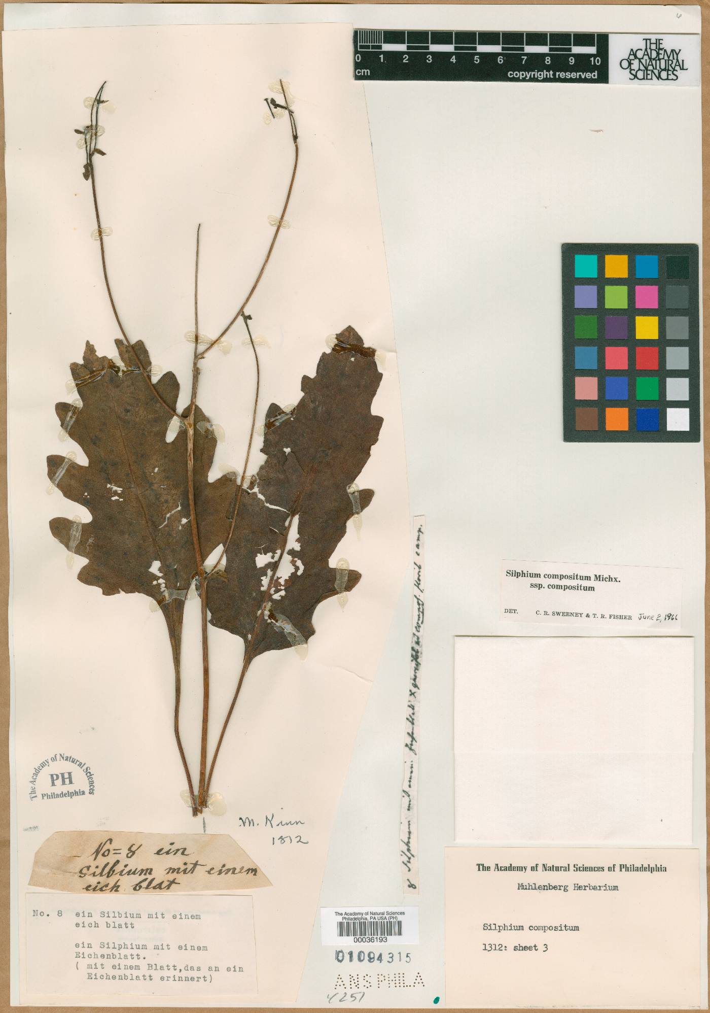 Silphium compositum subsp. compositum image