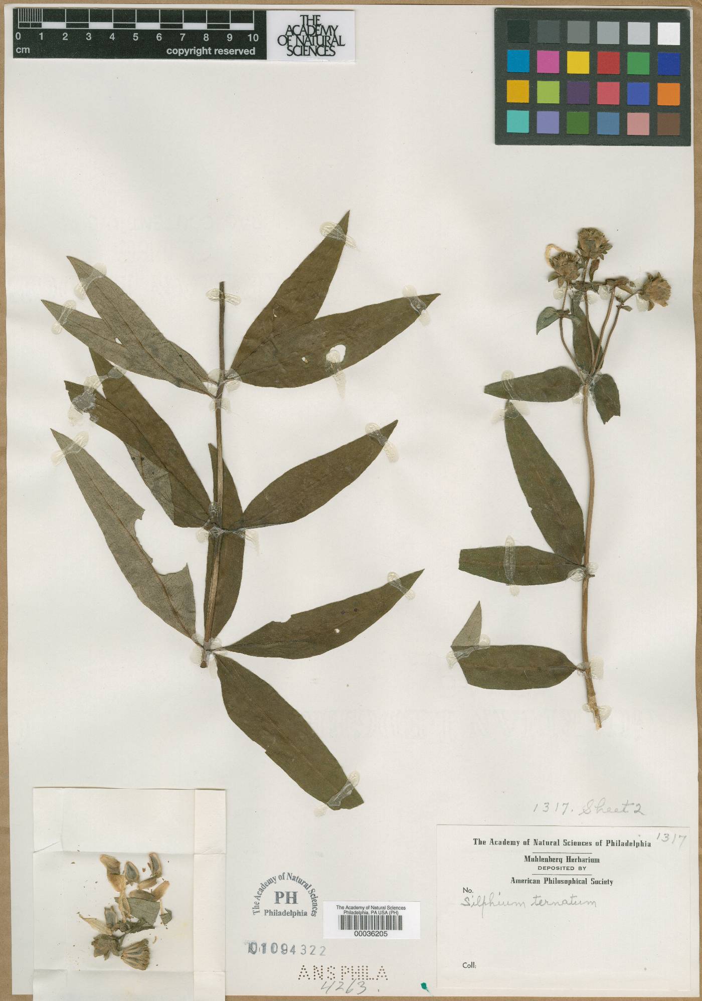 Silphium ternatum image