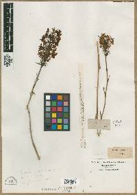 Image of Orchis ciliaris