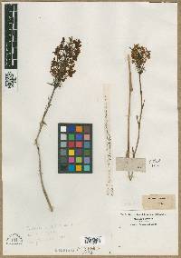 Media resource of Orchis ciliaris