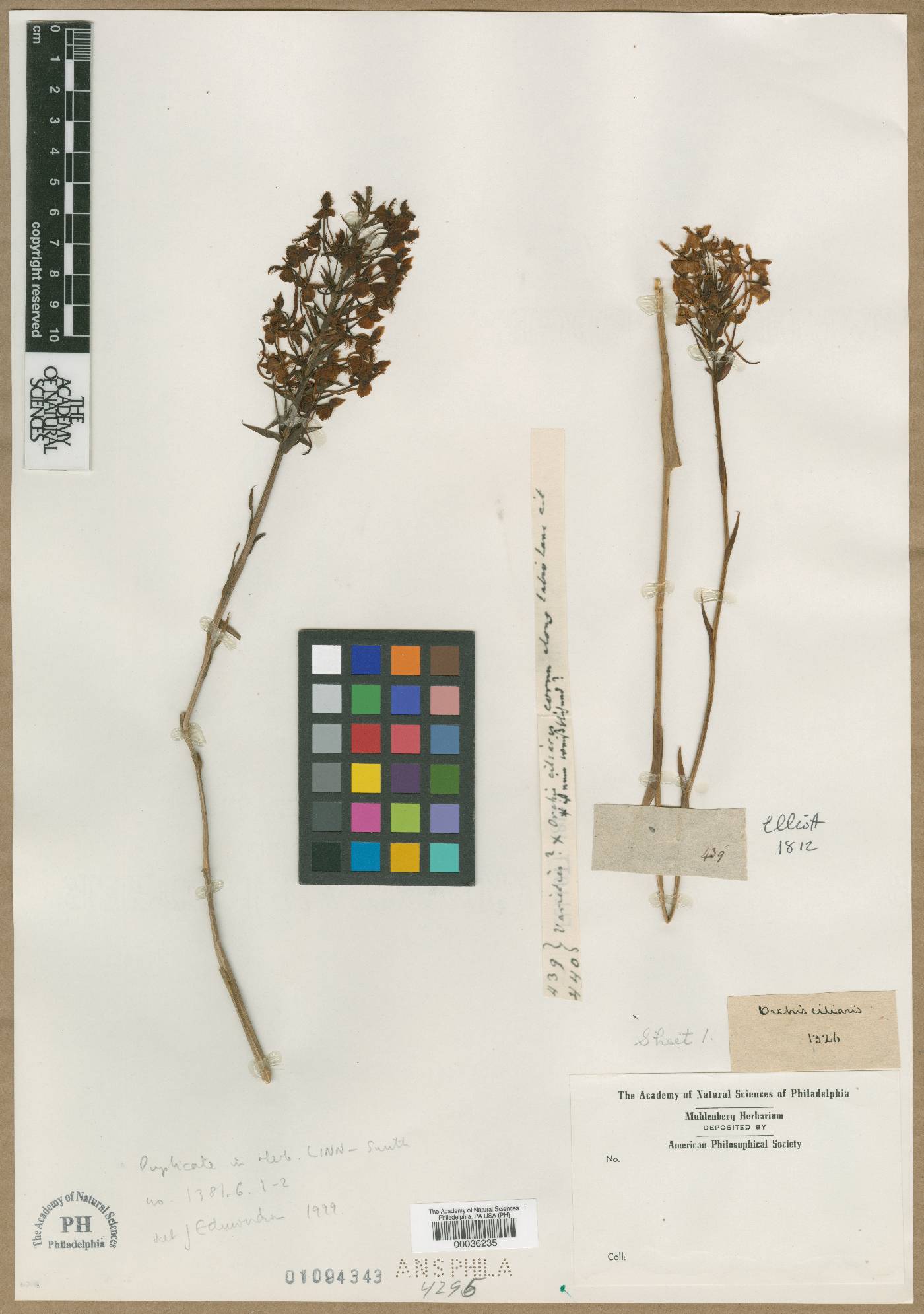 Orchis ciliaris image