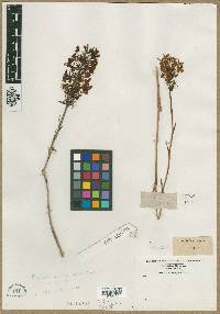 Orchis ciliaris image