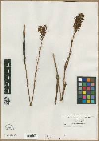 Orchis ciliaris image