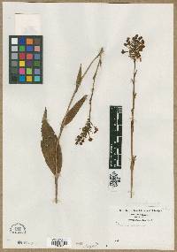 Orchis ciliaris image