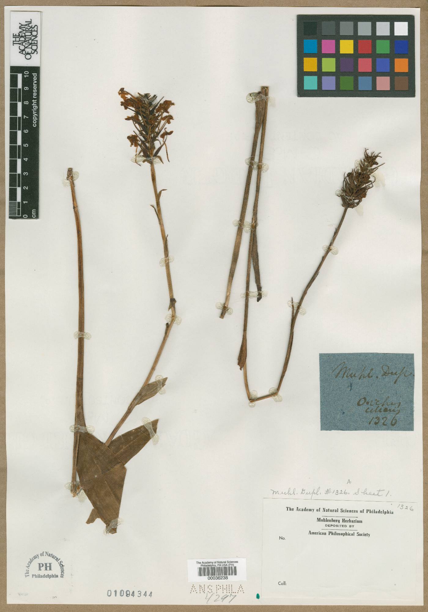 Orchis ciliaris image
