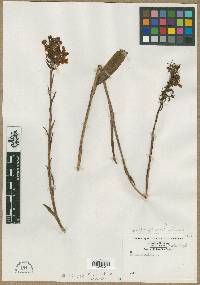 Orchis ciliaris image