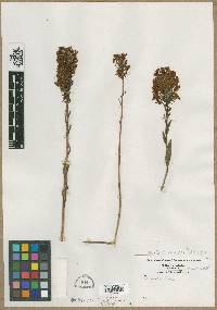 Orchis ciliaris image