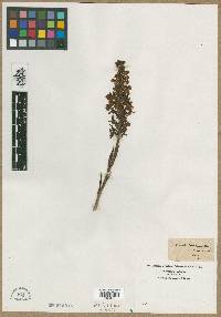Media resource of Orchis blephariglottis