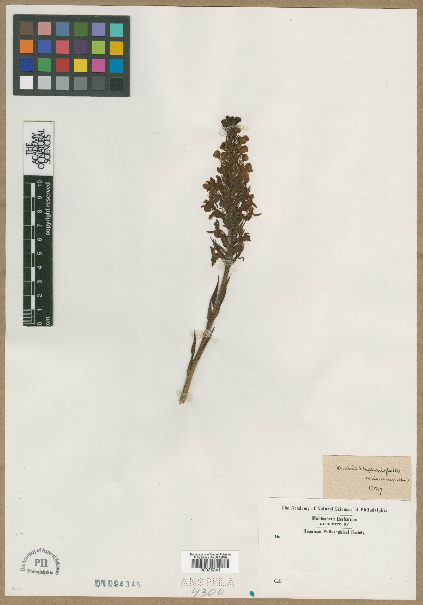 Orchis blephariglottis image