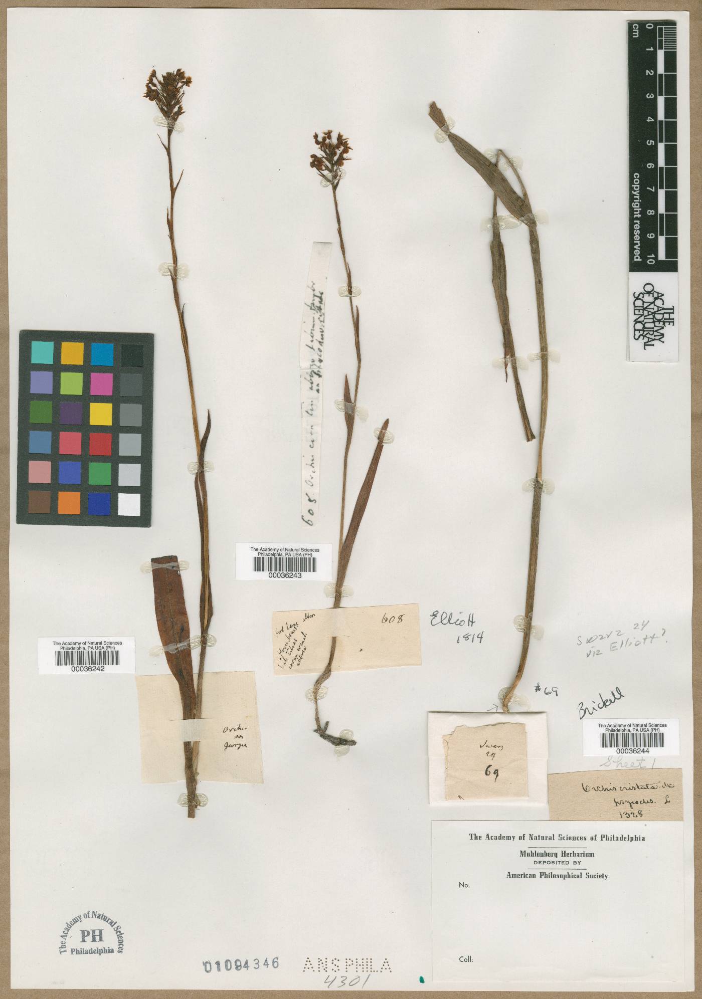 Orchis cristata image