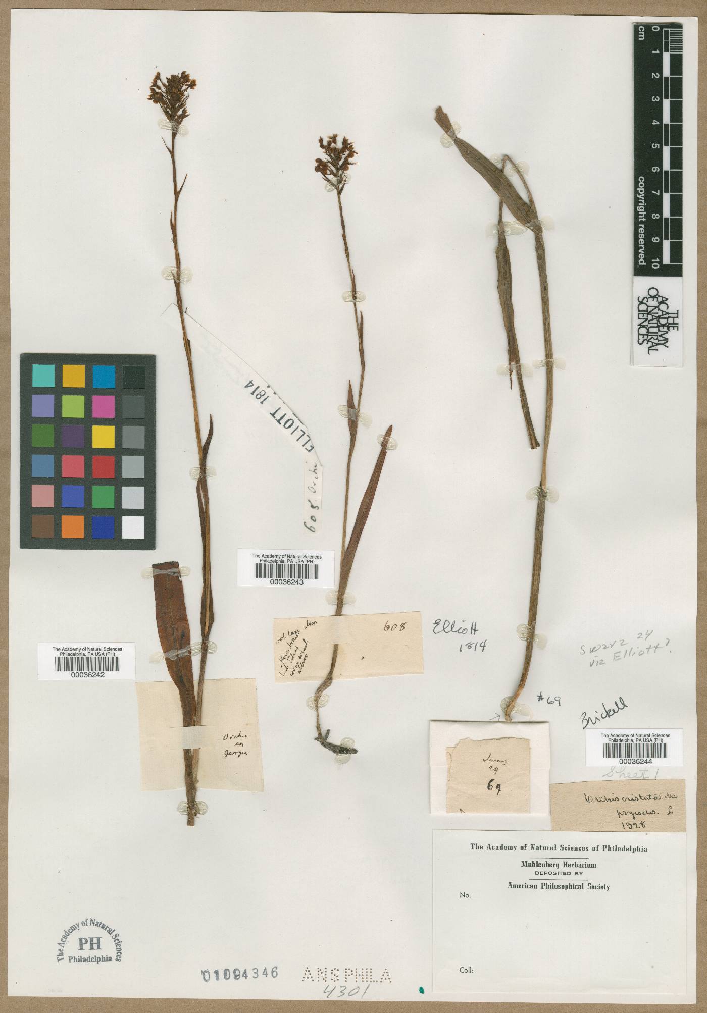 Orchis cristata image