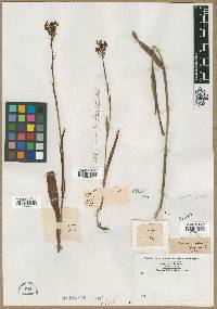 Orchis cristata image