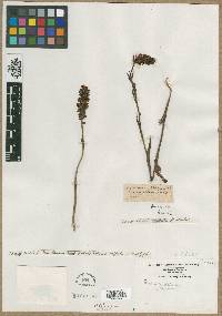 Orchis cristata image