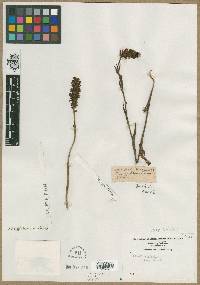 Orchis cristata image
