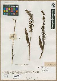 Media resource of Orchis psycodes