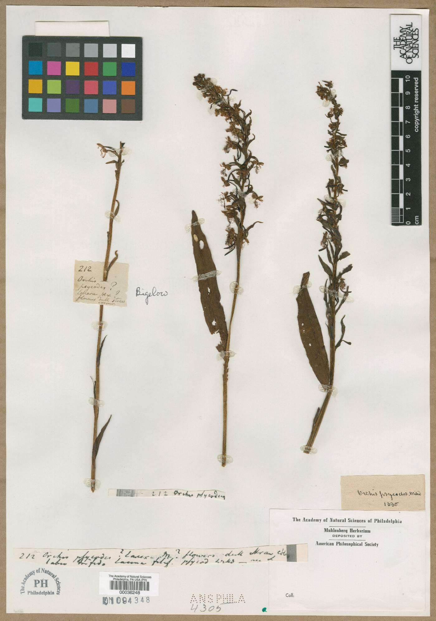 Orchis psycodes image