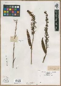 Orchis psycodes image
