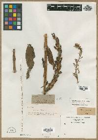 Media resource of Orchis incisa