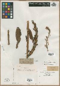 Orchis incisa image