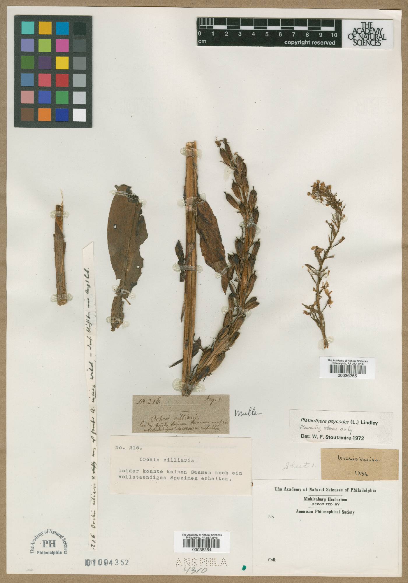 Orchis incisa image