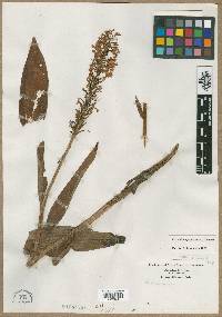 Orchis incisa image