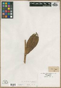 Media resource of Orchis fissa
