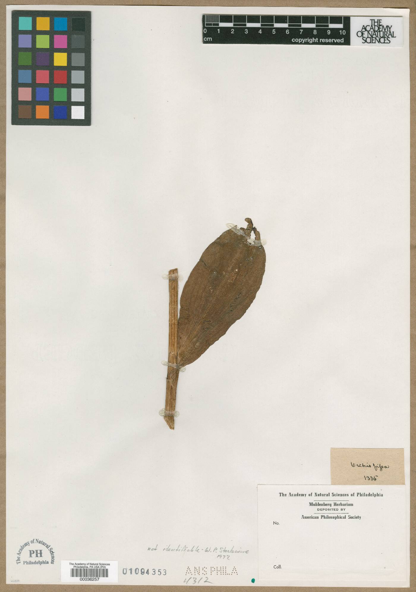 Orchis fissa image