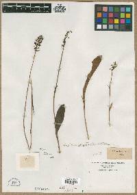 Platanthera clavellata image