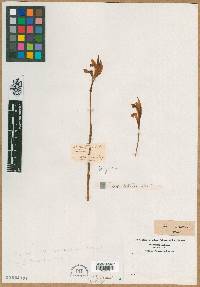 Arethusa bulbosa image