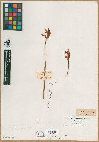 Arethusa bulbosa image