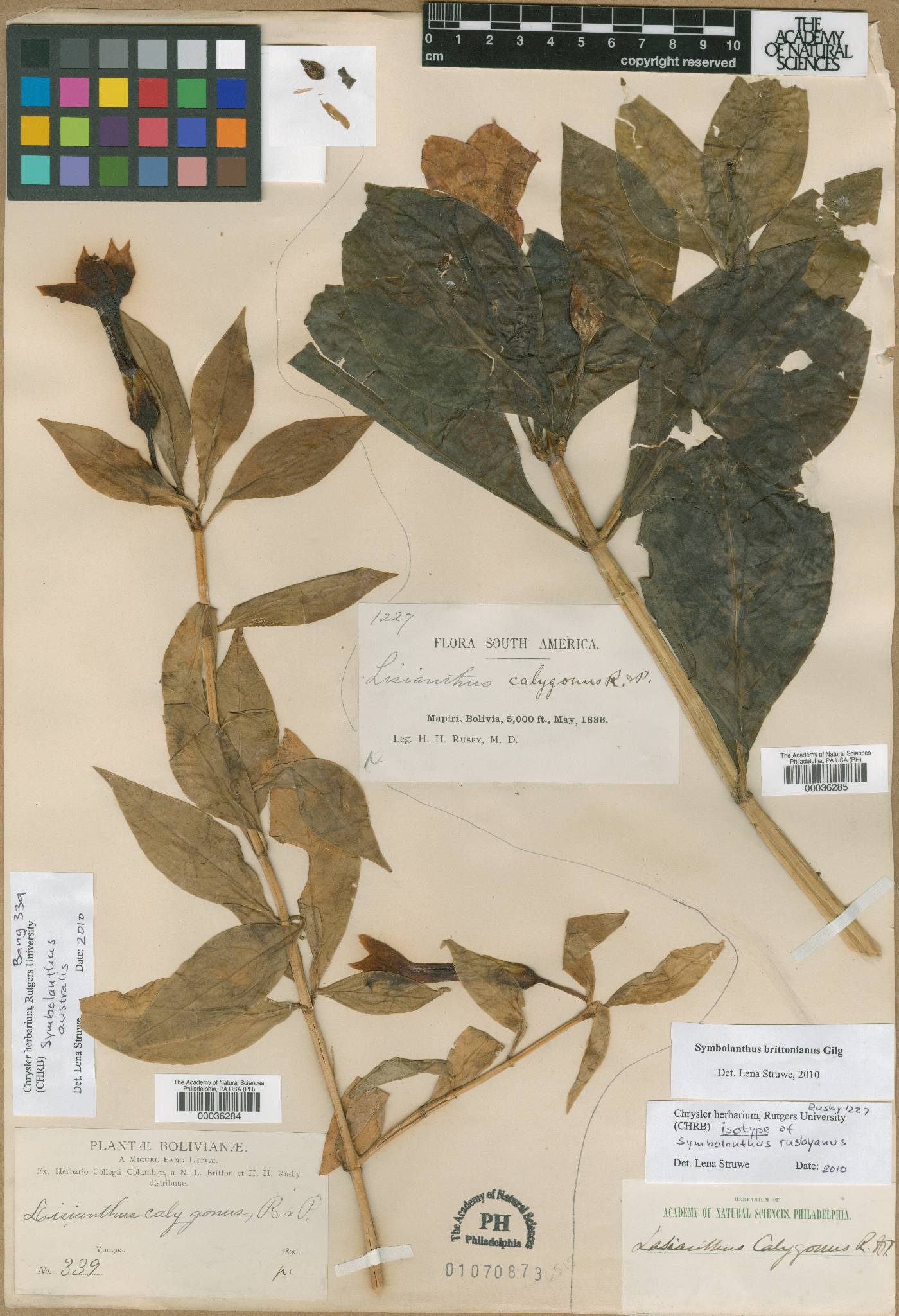 Symbolanthus brittonianus image