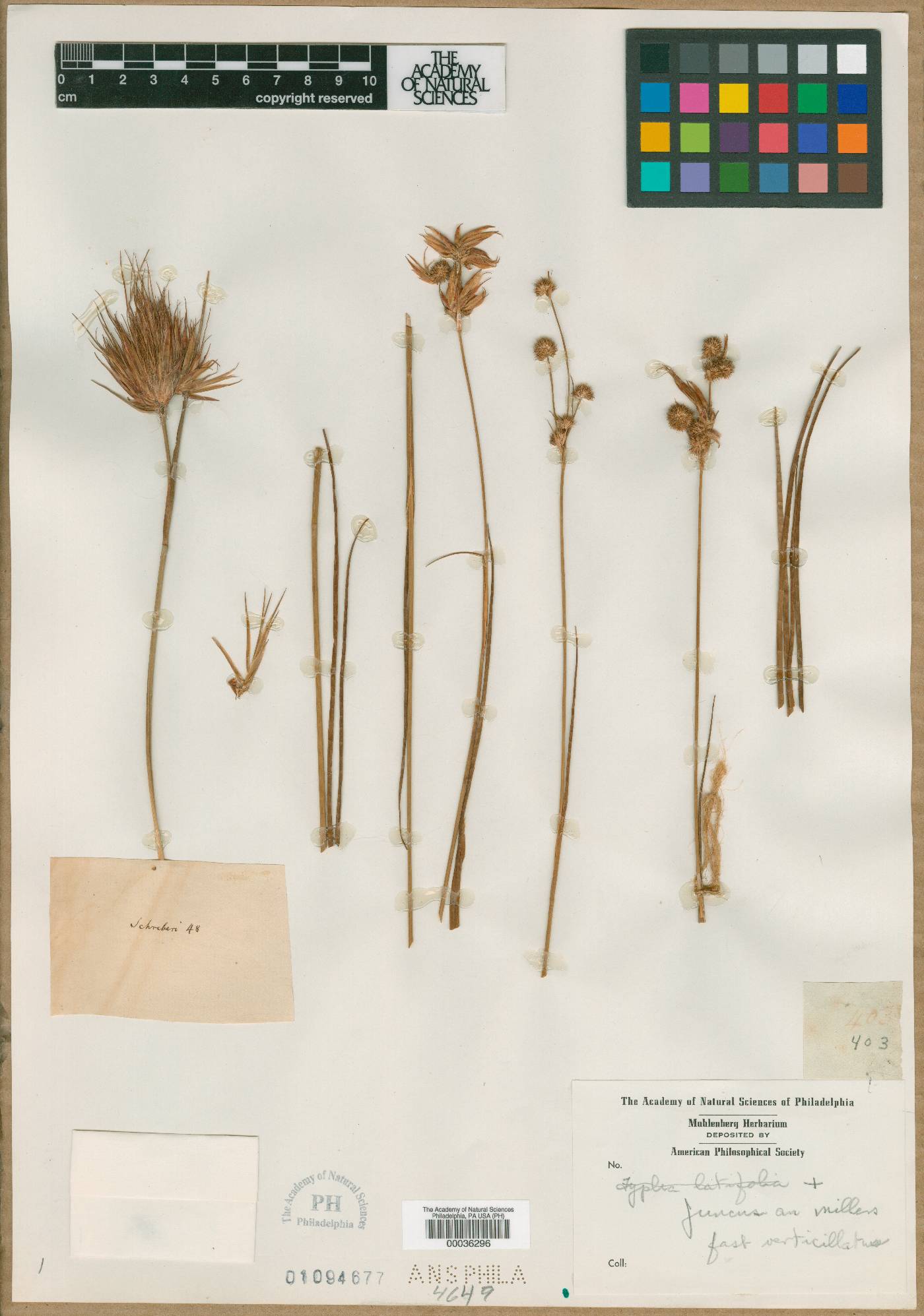 Juncus bulbosus subsp. bulbosus image