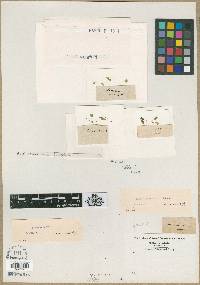Lemna minor image
